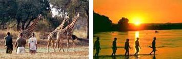 giraffes and people walking on beach
