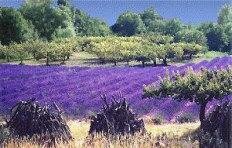 lavender fields