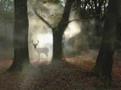 Deer in the parkland